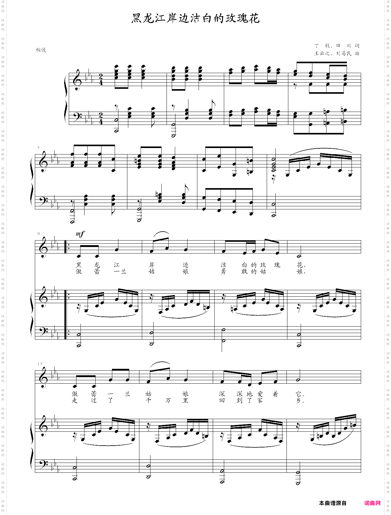 黑龙江岸边洁白的玫瑰花