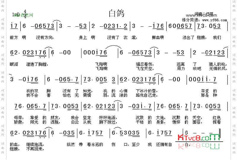 白鸽