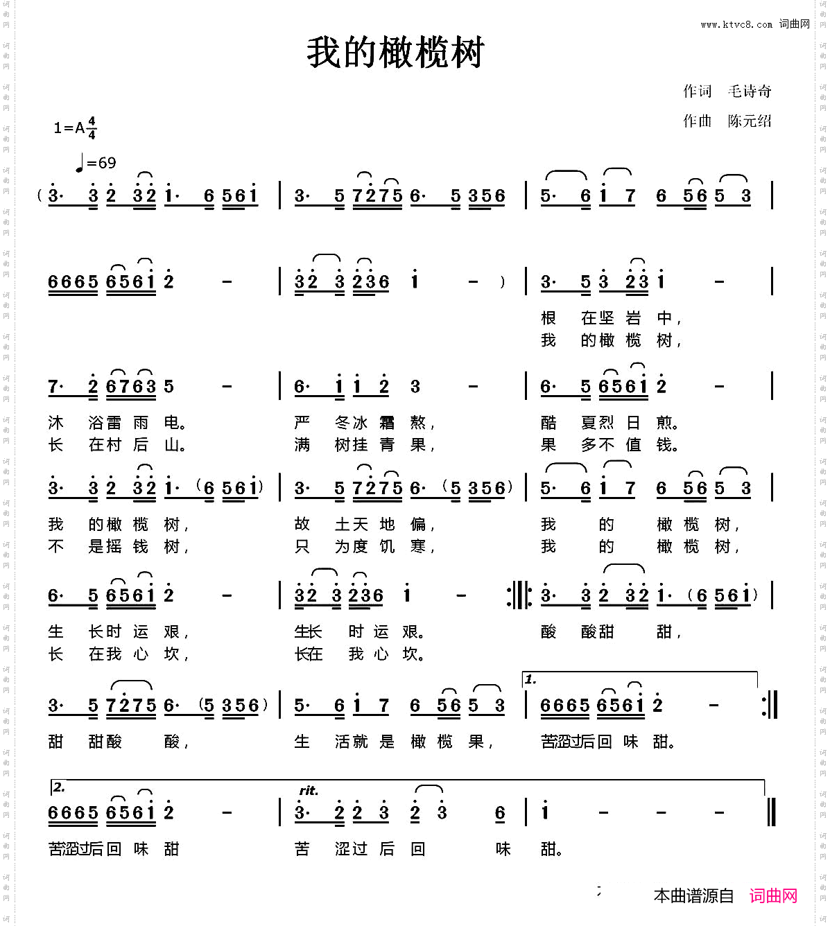我的橄榄树