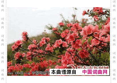 山花开了唐龙遥鹤瑶汉双语演唱