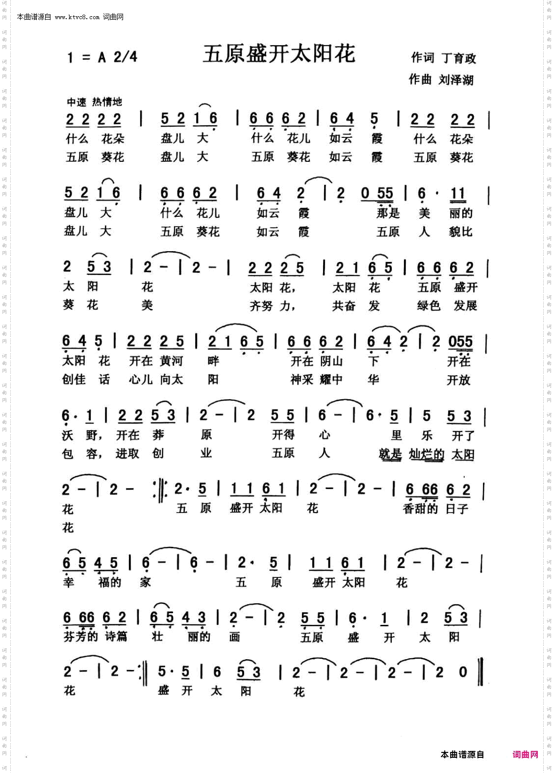 五原盛开太阳花