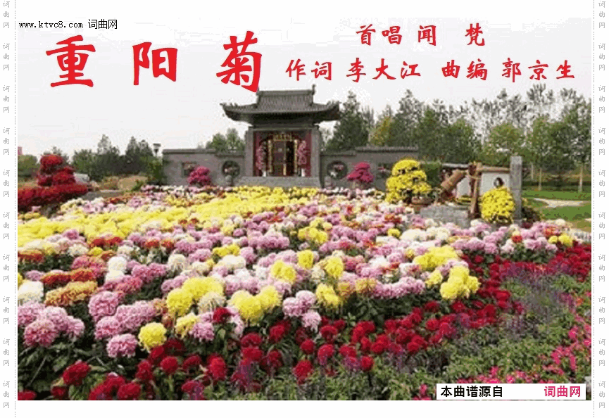 重阳菊