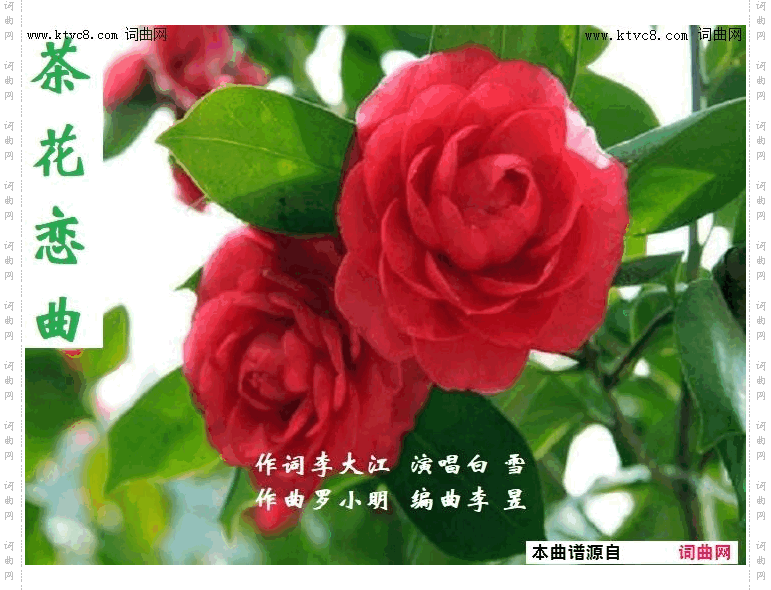 茶花恋曲_白雪唱、罗小明曲、李昱编曲