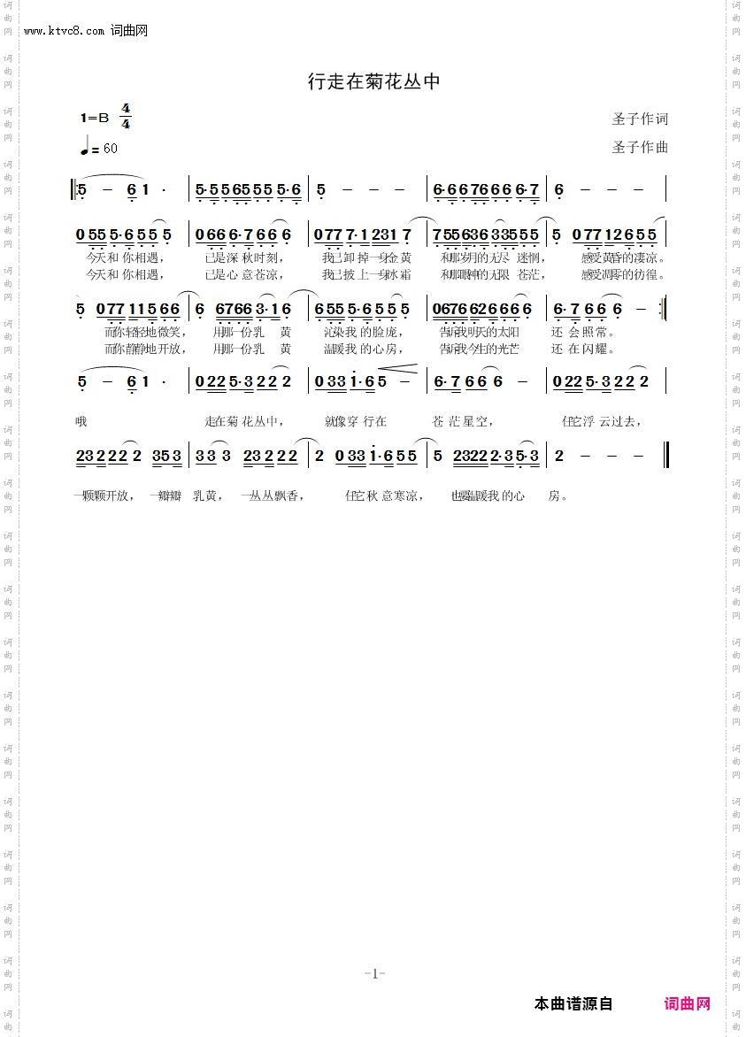 行走在菊花丛中