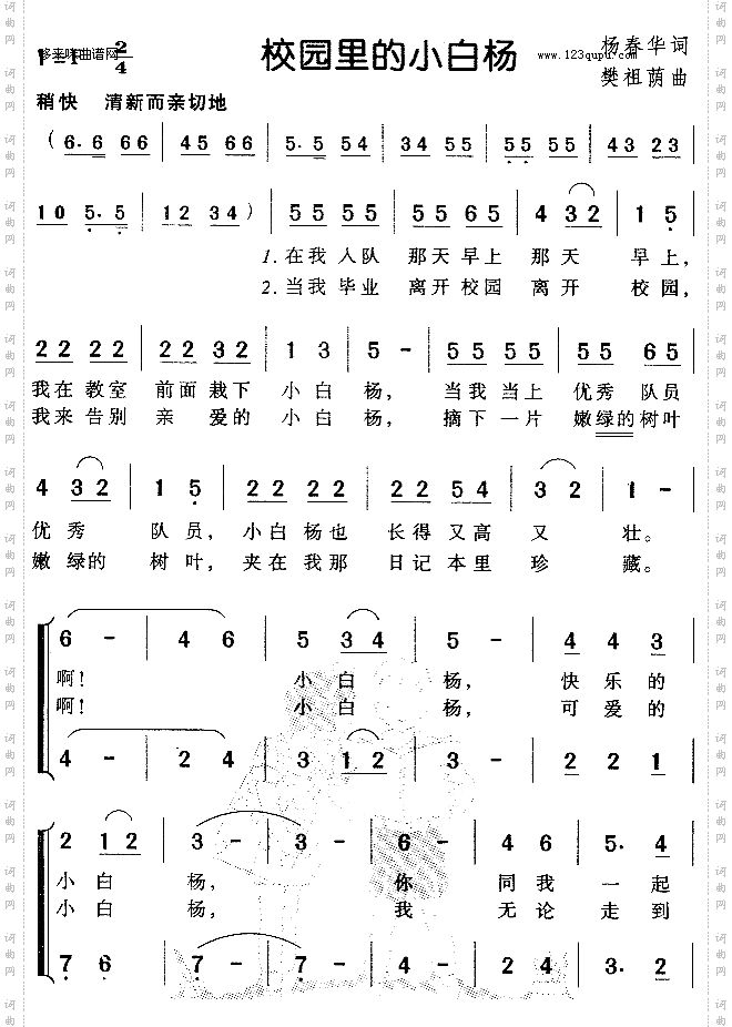 校园里的小白杨