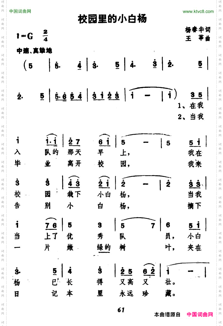 校园里的小白杨
