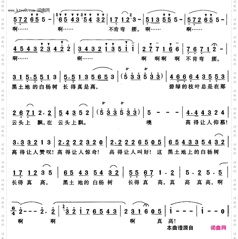 黑土地上的白杨树