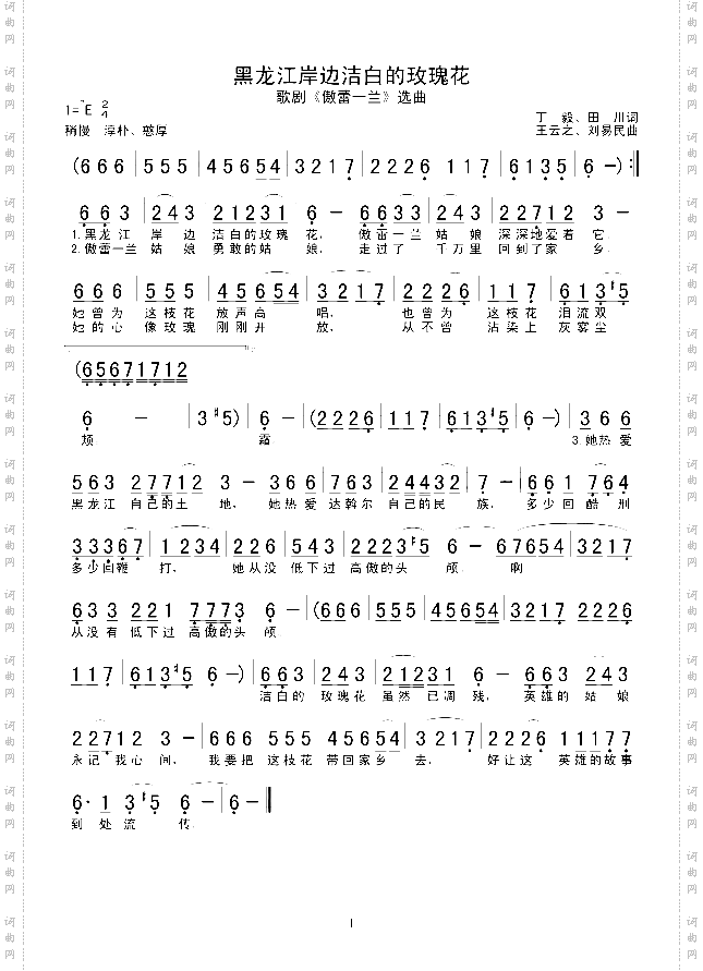 黑龙江岸边洁白的玫瑰花