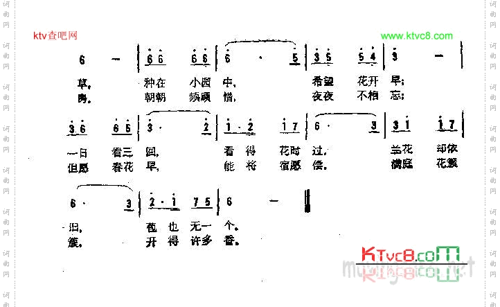兰花草