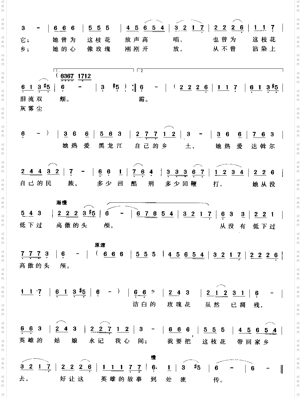 黑龙江岸边洁白的玫瑰花