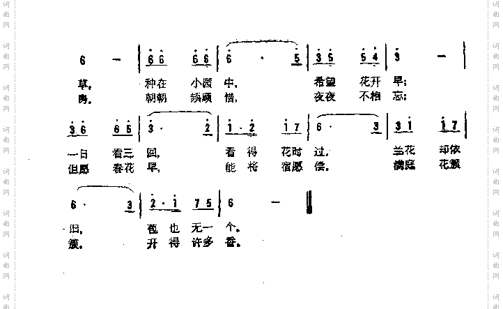 兰花草