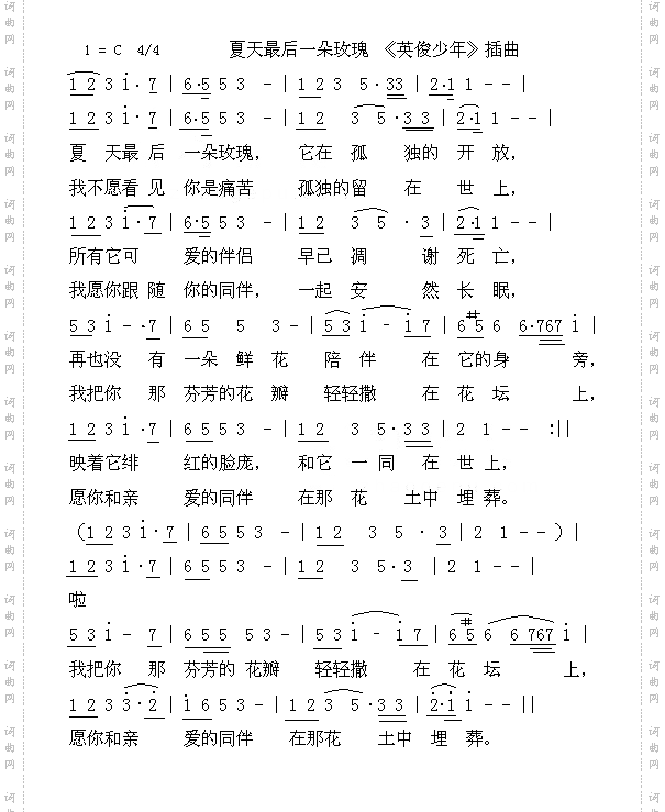 夏天最后一朵玫瑰