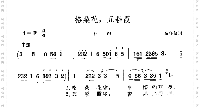 格桑花,五彩霞