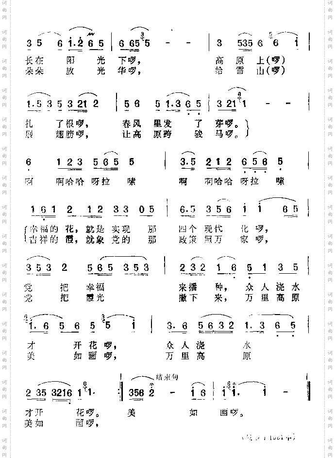 格桑花,五彩霞