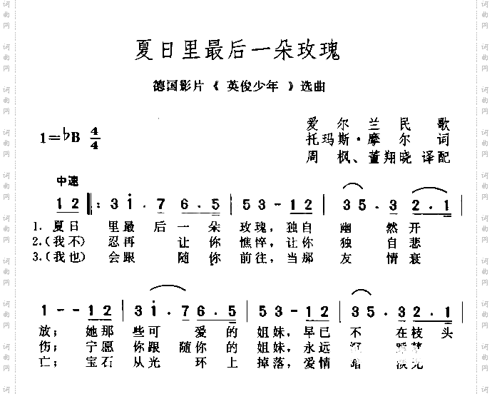 夏日里最后一朵玫瑰
