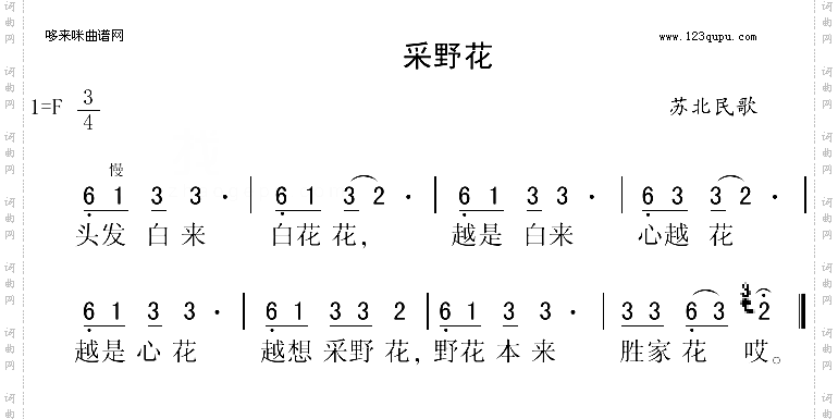 采野花苏北民歌