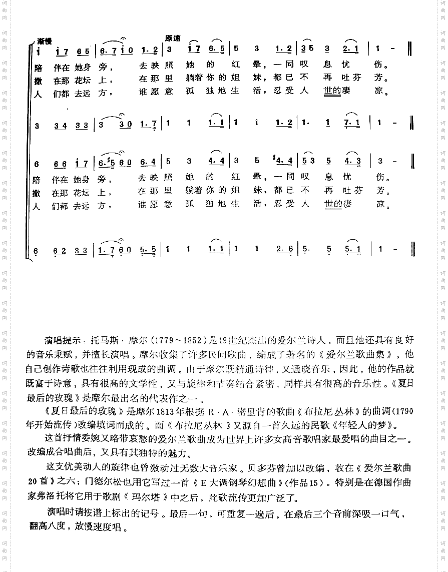 夏日最后的玫瑰