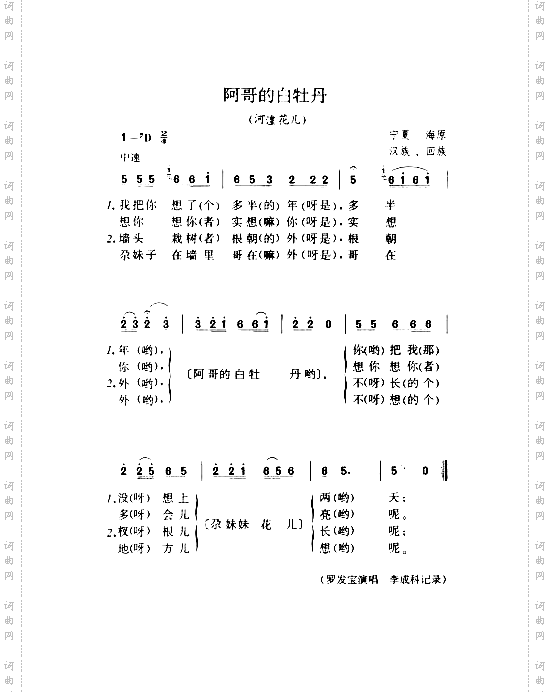 阿哥的白牡丹