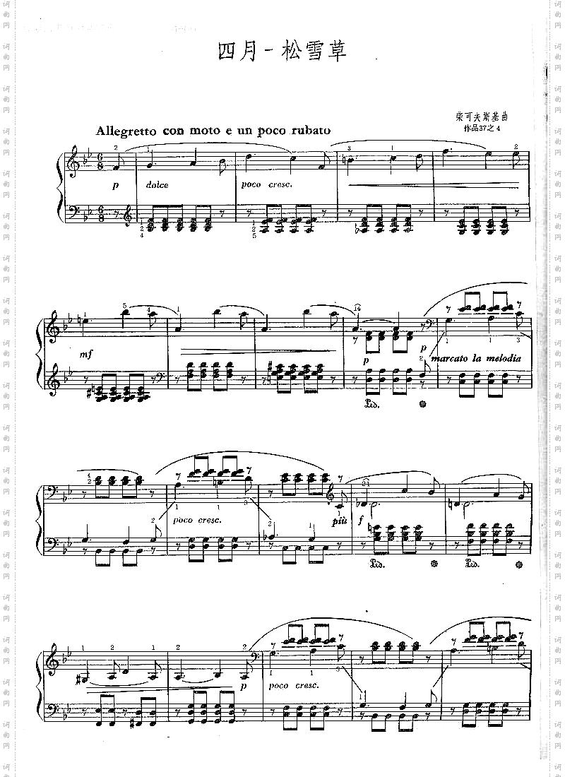 四月——松雪草