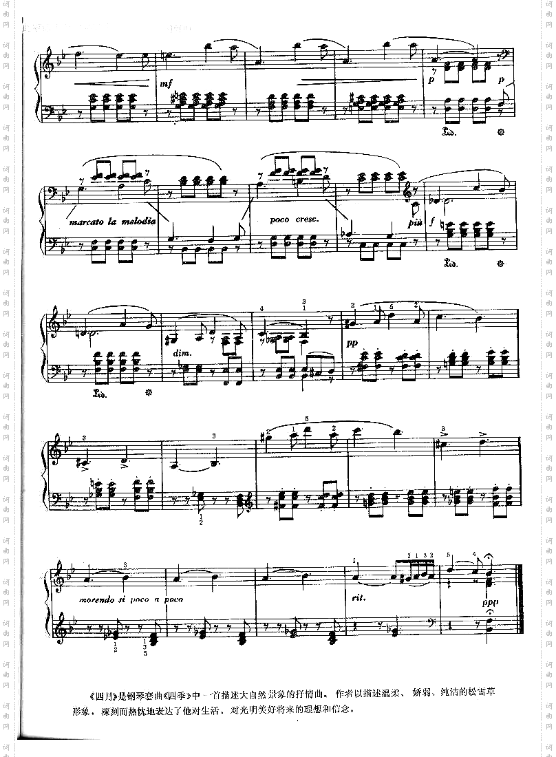 四月——松雪草