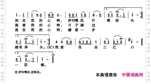 伊尔嘎花开满枝头