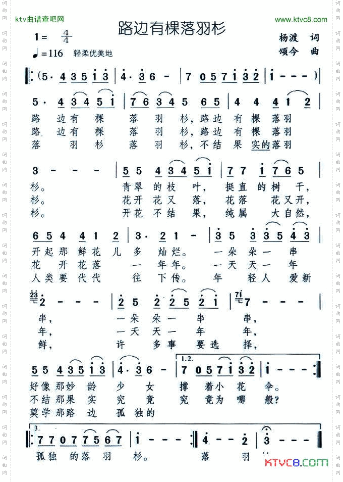 路边有棵落羽杉