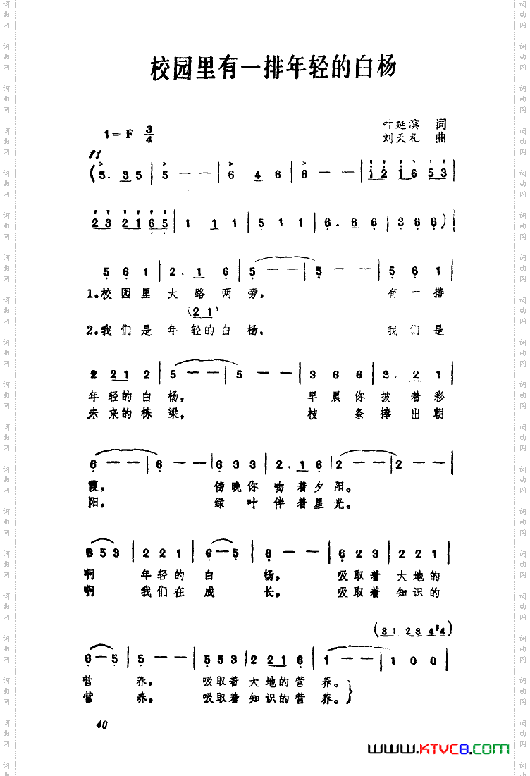 校园里有一排年轻的白杨