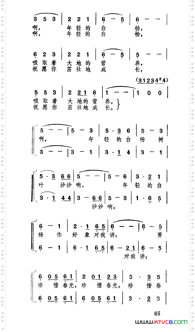 校园里有一排年轻的白杨