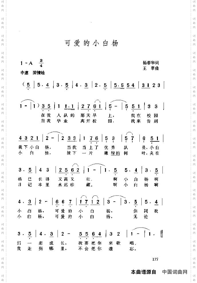 可爱的小白杨