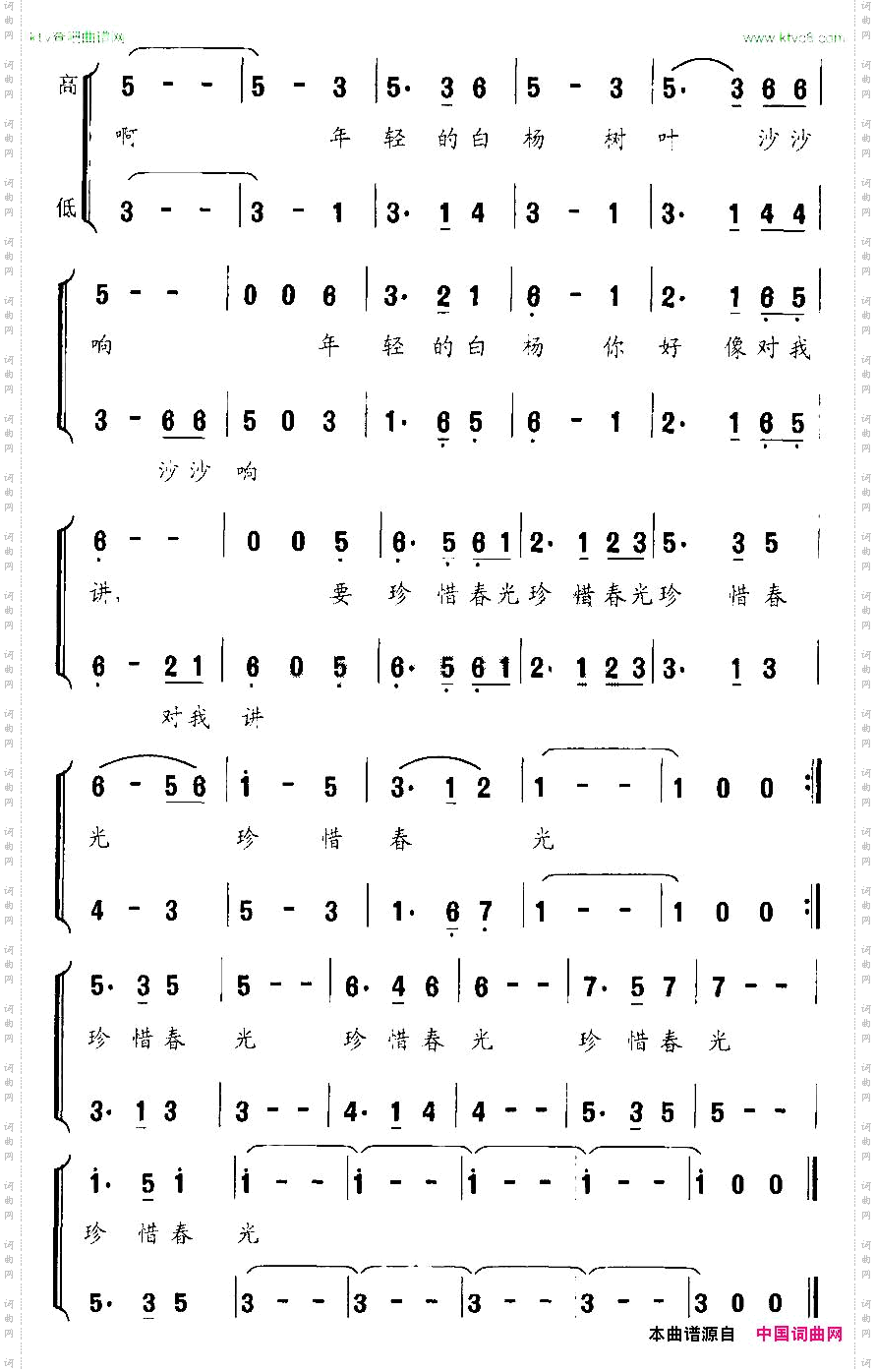 校园里有一排年轻的白杨