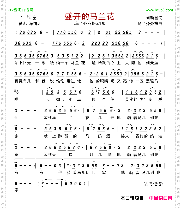 盛开的马兰花