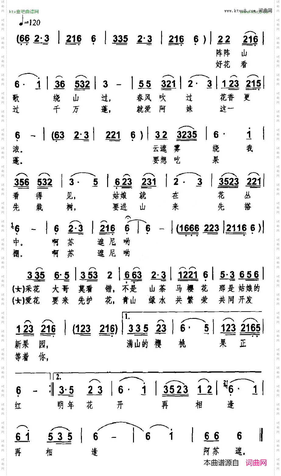 满山樱桃果正红男女声对唱
