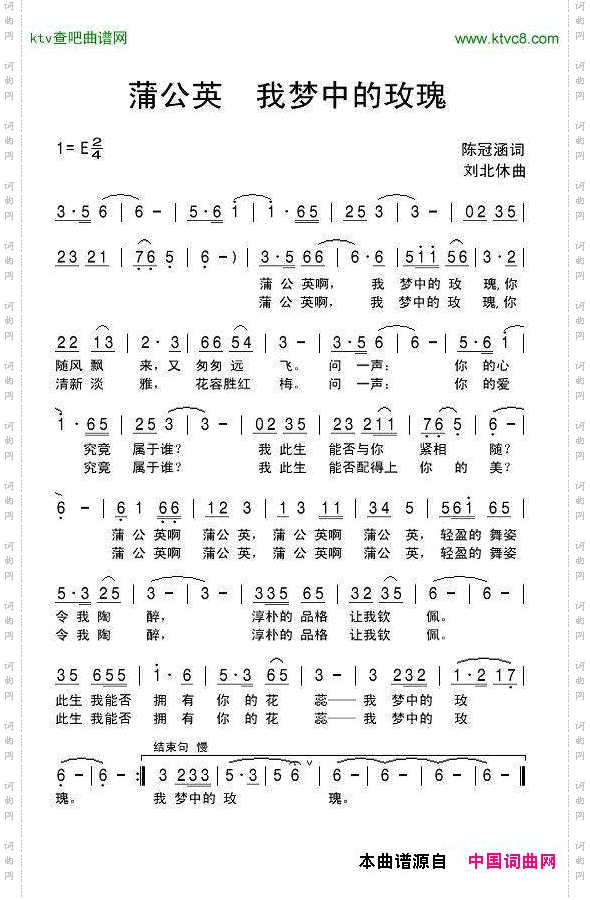 蒲公英我梦中的玫瑰