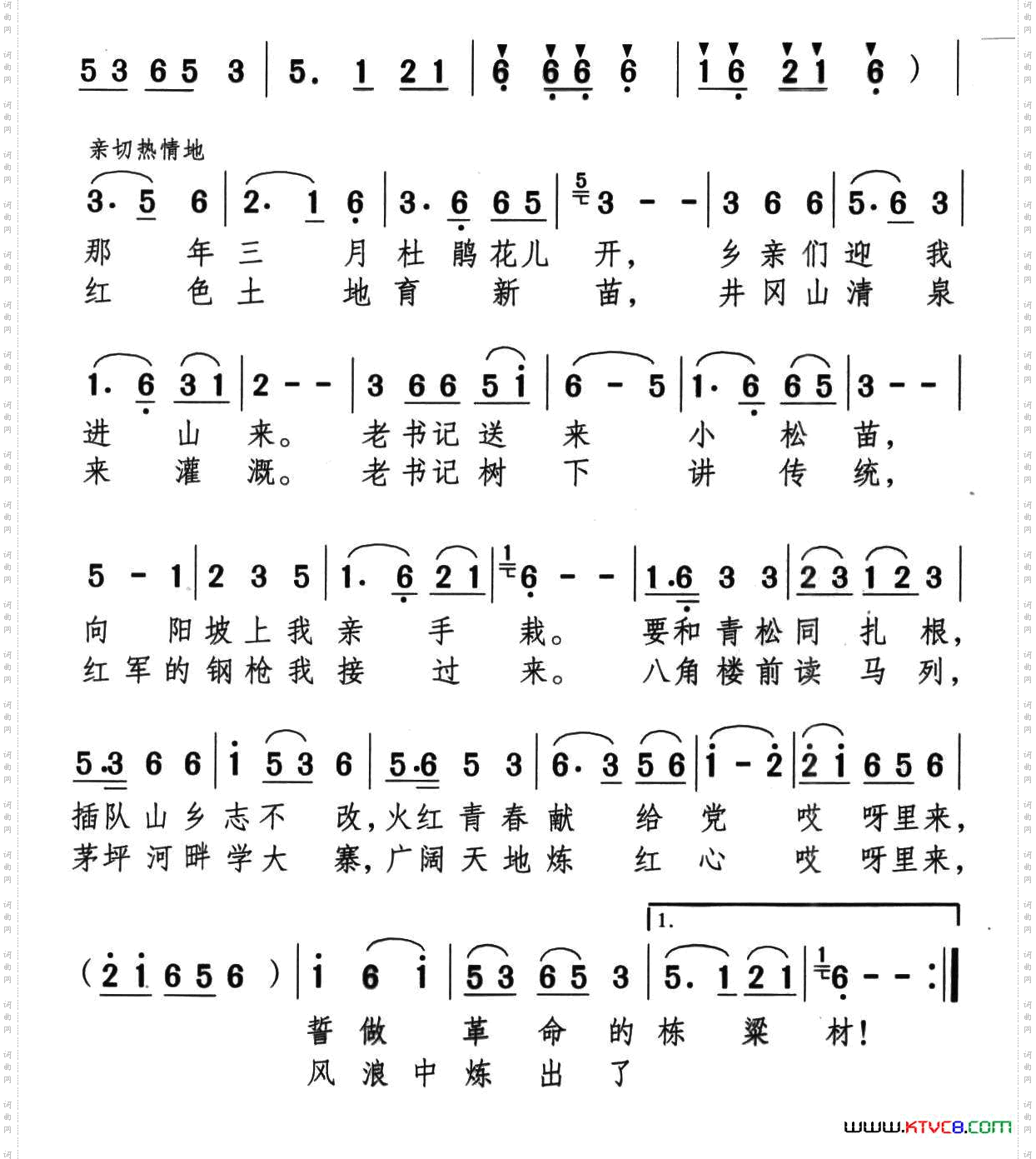 井冈新松长成材