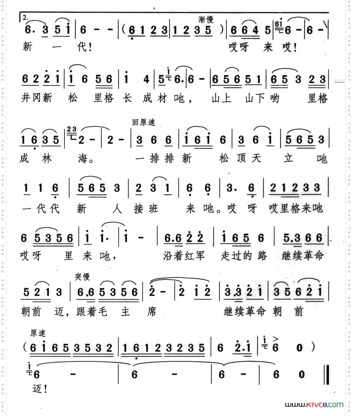 井冈新松长成材