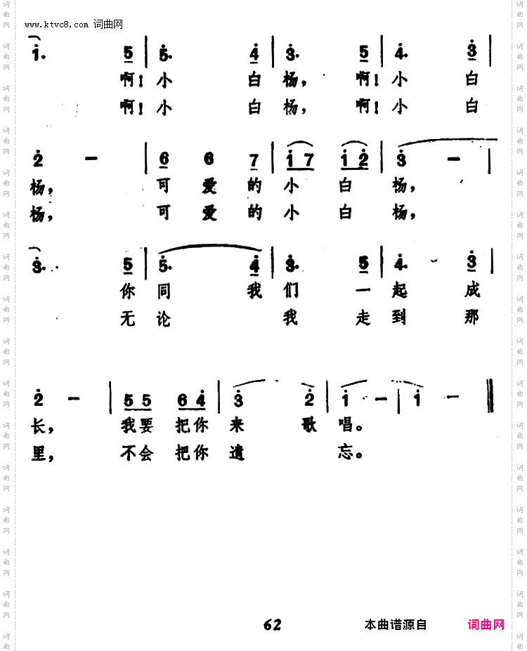 校园里的小白杨