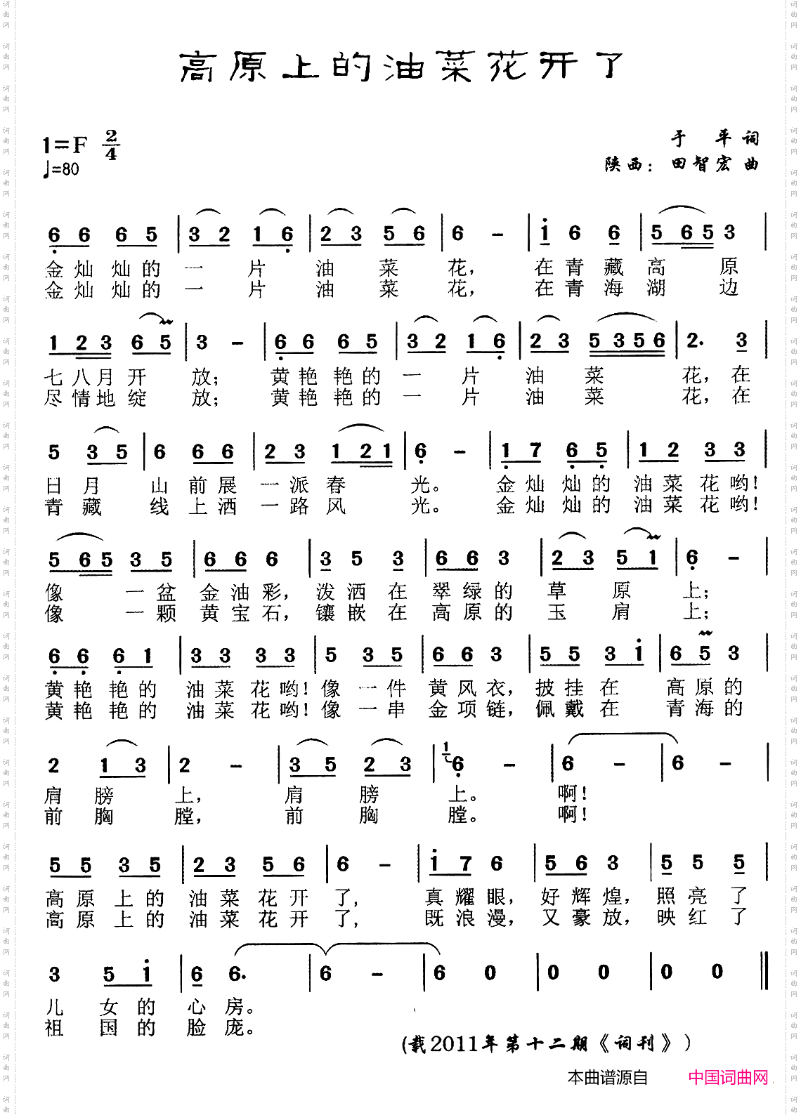 高原上的油菜花开了