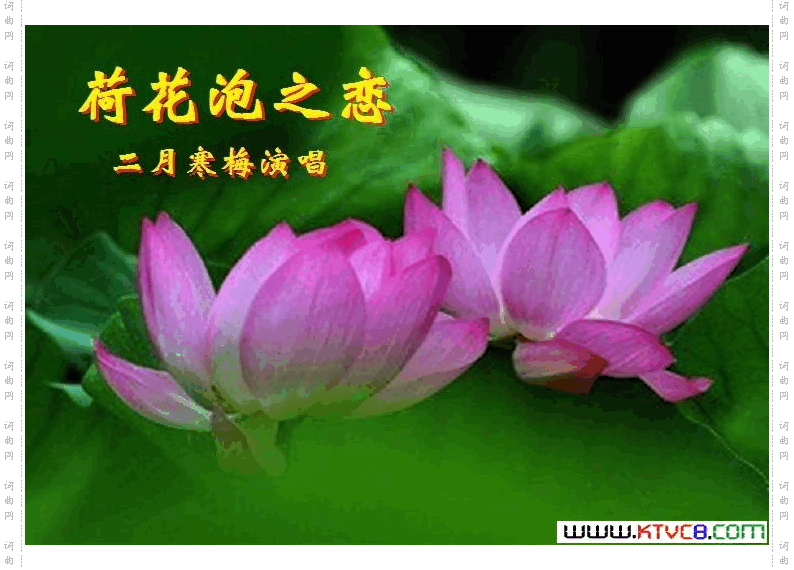 荷花泡之恋【二月寒梅唱】
