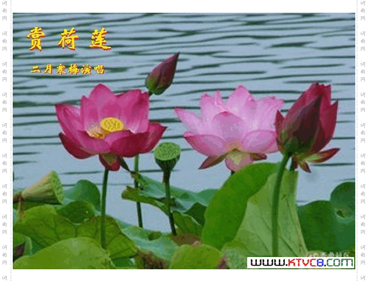 赏荷莲_【二月寒梅唱】