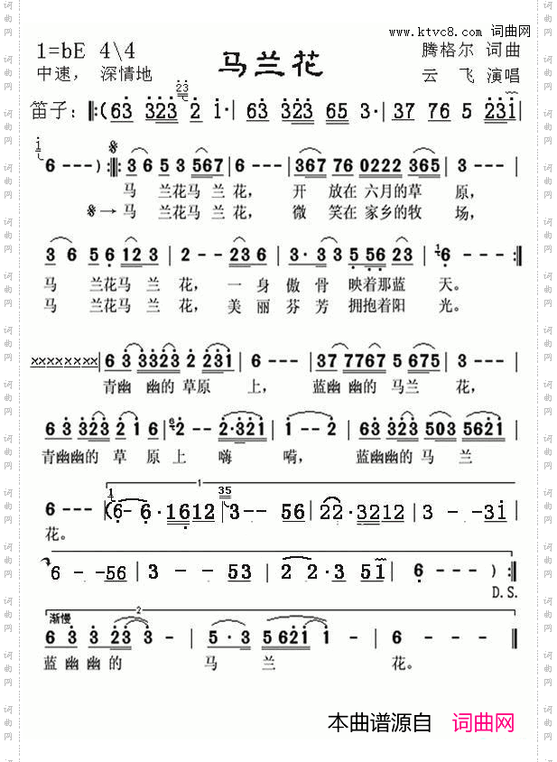 马兰花