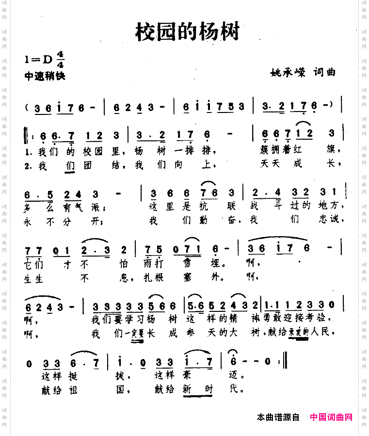 校园的杨树