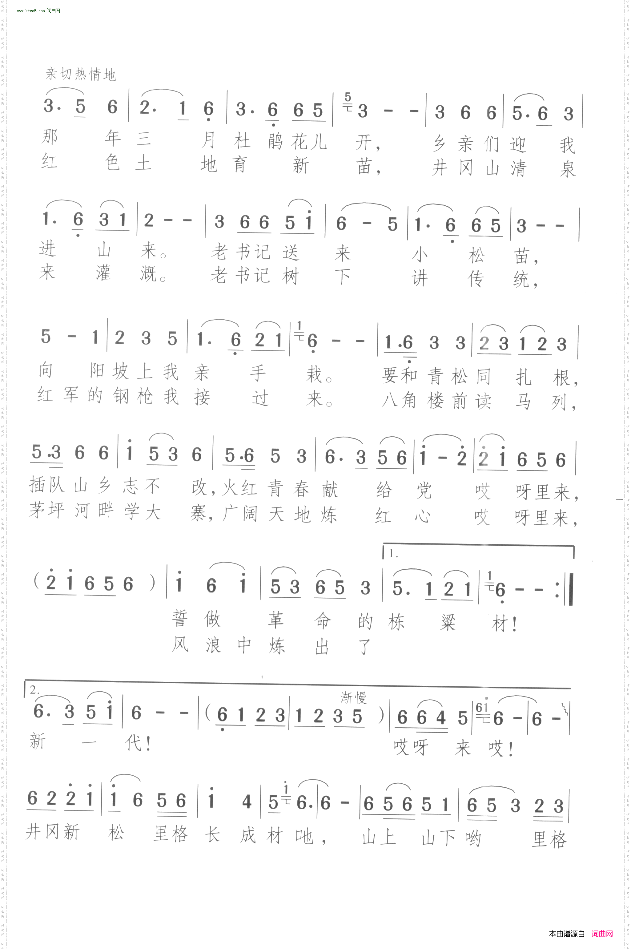 井冈新松长成材