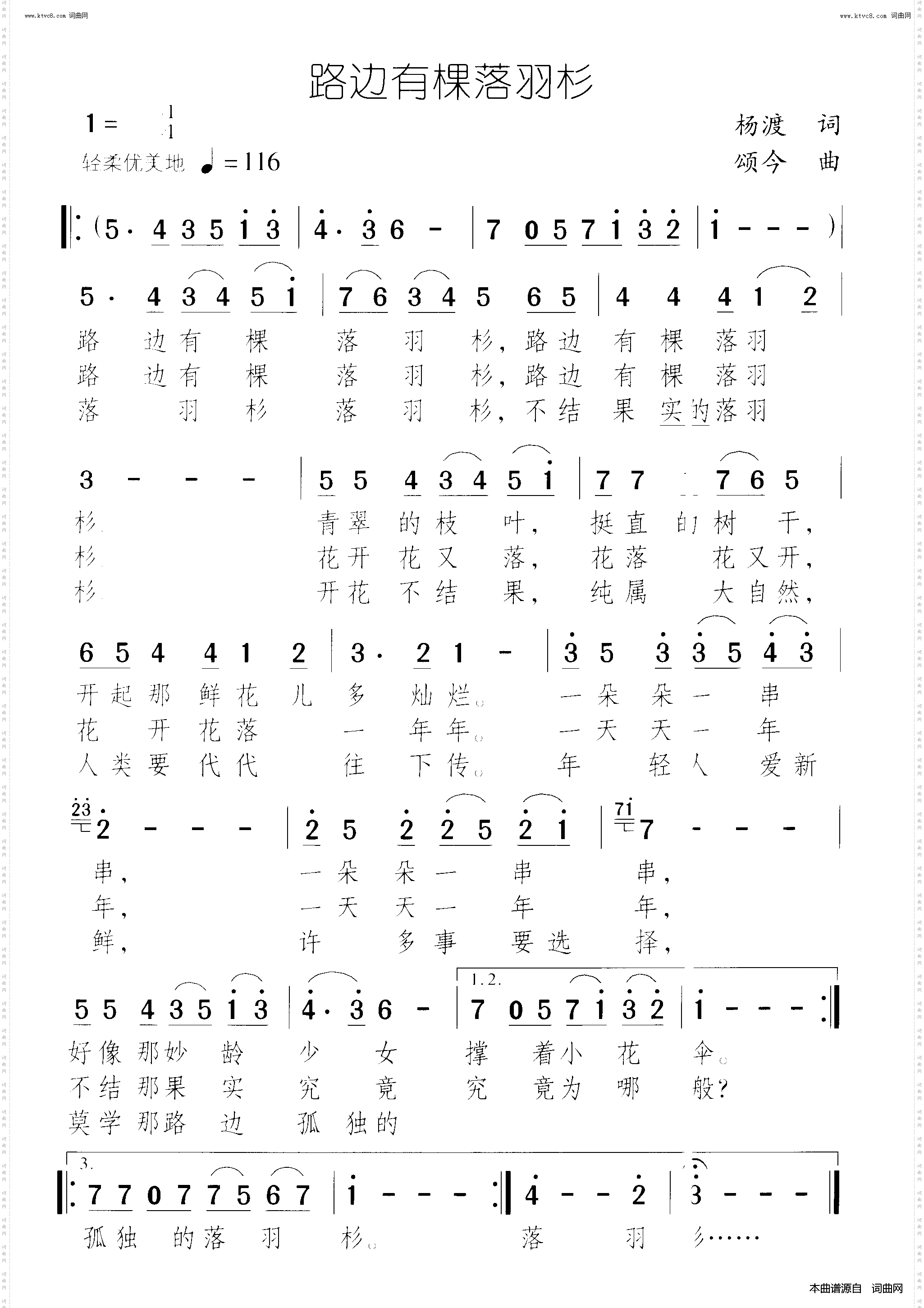 路边有棵落羽杉