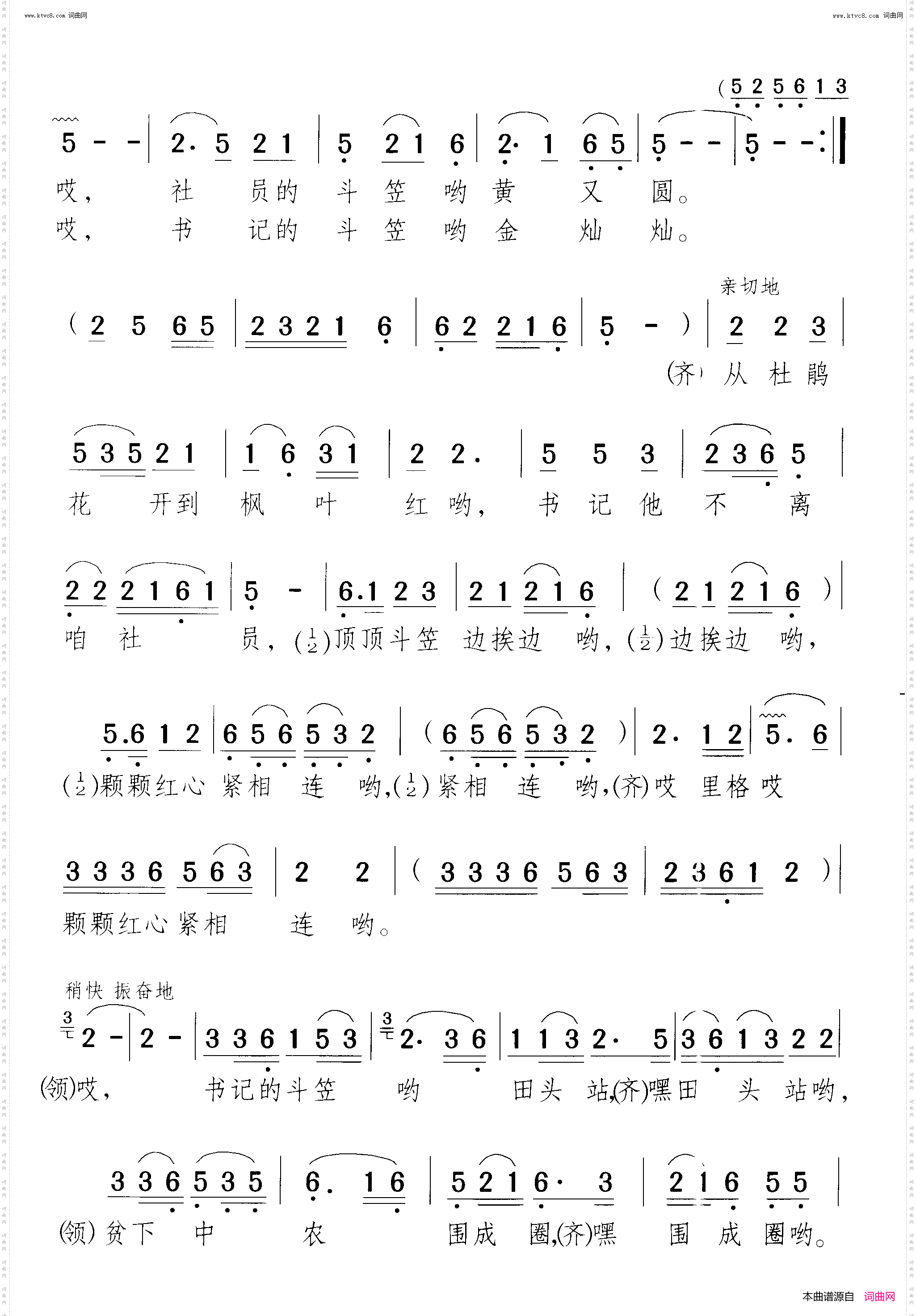 书记的斗笠金葵花