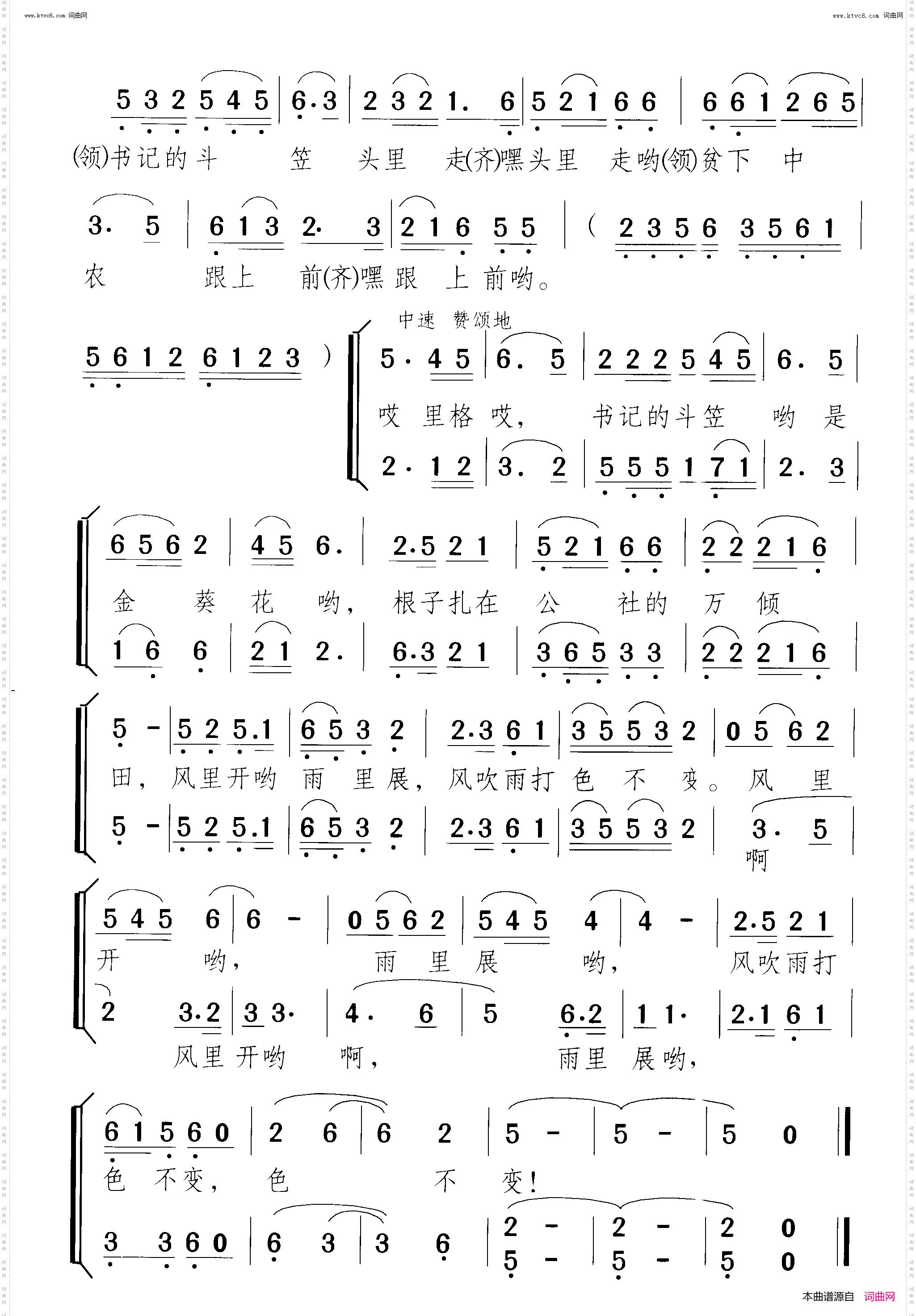 书记的斗笠金葵花